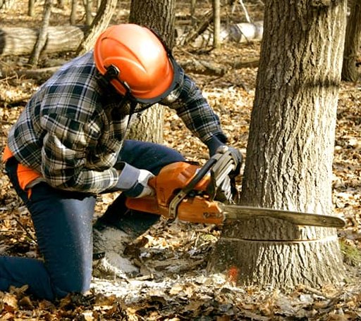 Tree Removal in Chester, VT